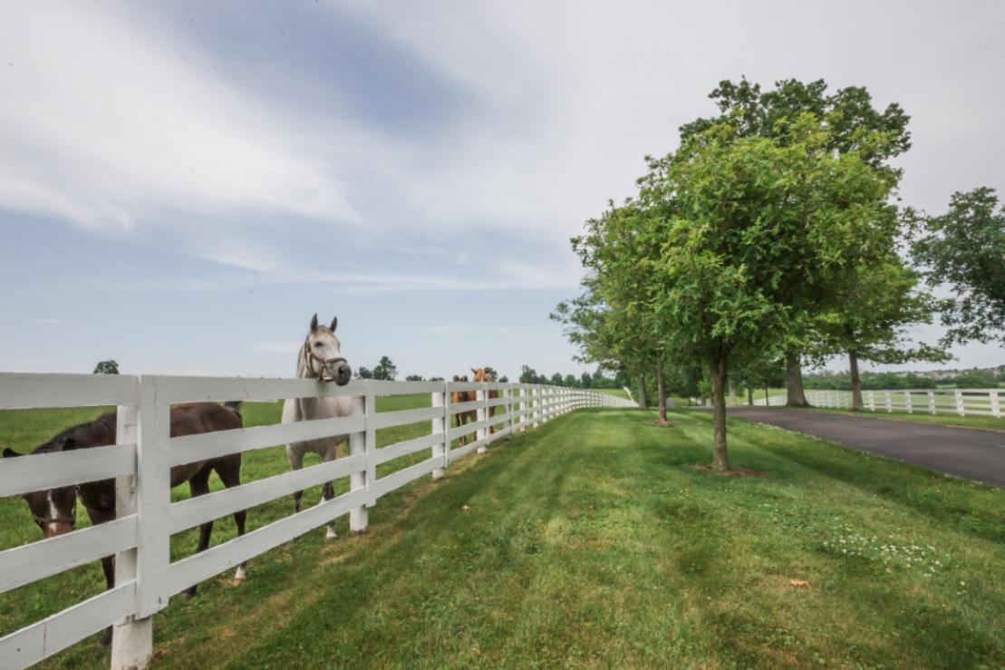 Three horses (dark brown, white, and tan) stand near a white fence in a grassy field. There's a road with trees planted along it near the fence.